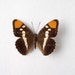 Real Butterfly Specimen Unmounted Ready Spread, California Sister