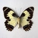 Real Butterfly Specimen Unmounted Ready Spread, Euchenor Swallowtail