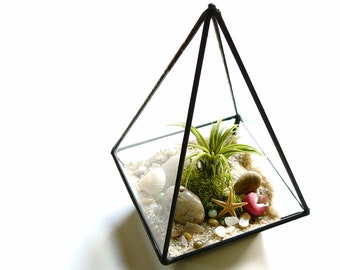 Glass Terrarium, Air Plant Terrarium Kit with Shells, Desk Accessory