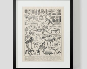 Vintage French Print of Dinosaur Skeletons