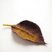 felted leaf pin brooch AUTUMN LEAF PURPLE / made to order