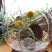 Hanging Air Plant (Tillandsia) Teardrop Terrarium - Amazing Gift