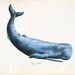 Vintage Sperm Whale Print 8x10 P230