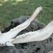 Set of Hog Jaw Bones
