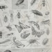 1919 French Insects print