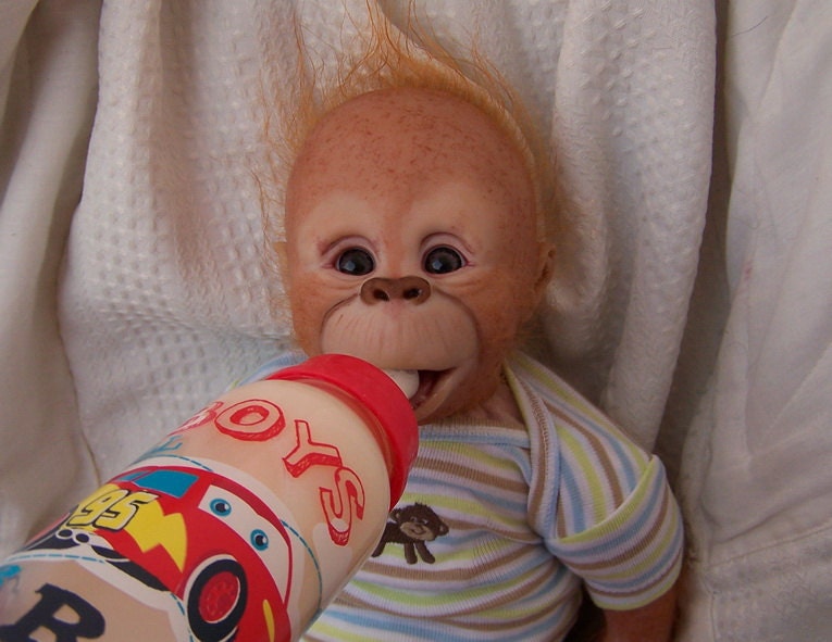 reborn orangutan