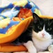 Dog or Cat Burrow Bag, Sleeping Bag, Snuggle Sack, Medium, Citrus and Blue Pint Fleece with Orange Fleece Lining