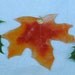 Upcycled Everlasting Autumn Scarlet Red and Orange Maple Leaf Stained Glass Windowhanging Suncatcher