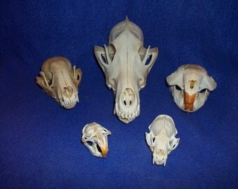 5 Real animal bone raccoon coyote beaver muskrat mink skull skeleton parts teeth collection rodent man cave