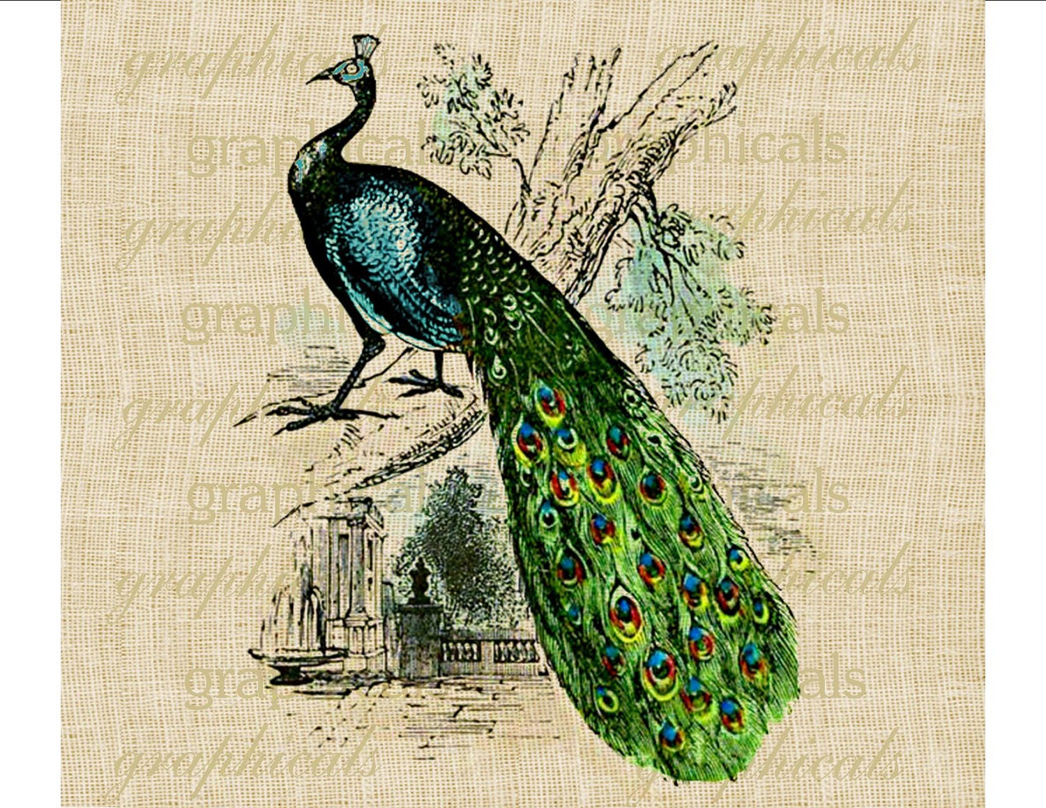 Peacock Instant Clip Art Digital Download Graphic Image For 