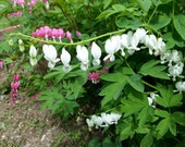 White Bleeding Heart Seeds -heirloom from my garden. Collected 2013 shady spot woodland flower bush victorian