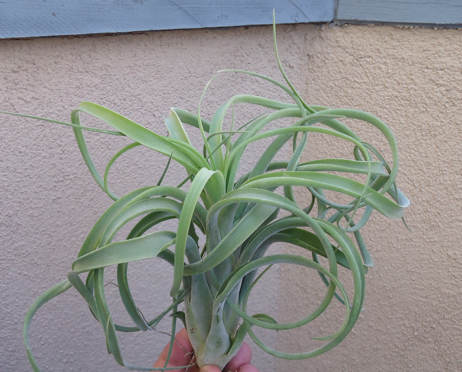 X-Large Tillandsia Caput Medusae x Brachycaulos Air Plants