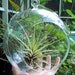Air Plant Hanging Glass Terrarium Large size DIY Glass Orb Wedding centerpiece
