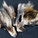 FINN RACCOON Fur Faces Pair Arctic Store Arktika Russia