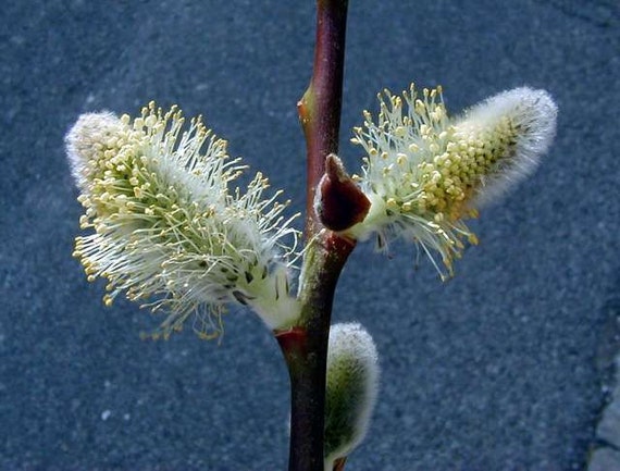 Pussy Willow Trees By Hollyhillfarms On Etsy