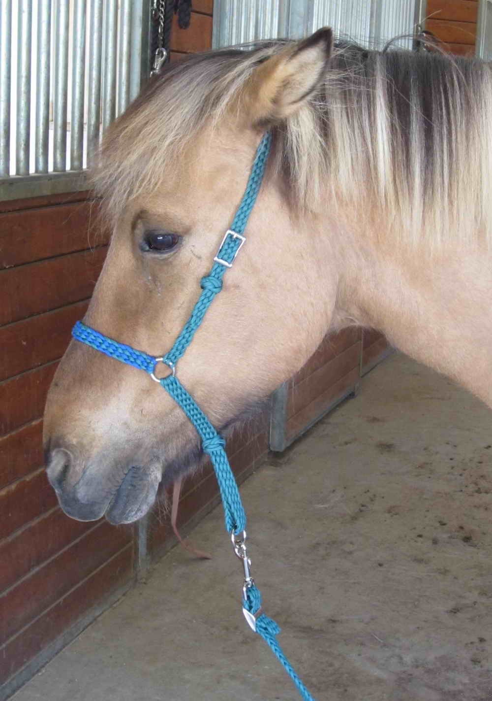 Horse Noseband with Tie Down Strap Braided