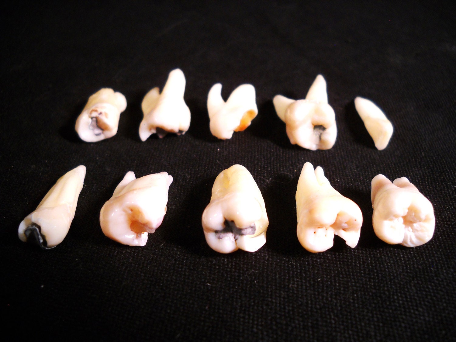 10 Real Human Teeth Taxidermy Bone Teeth Molar Premolar and