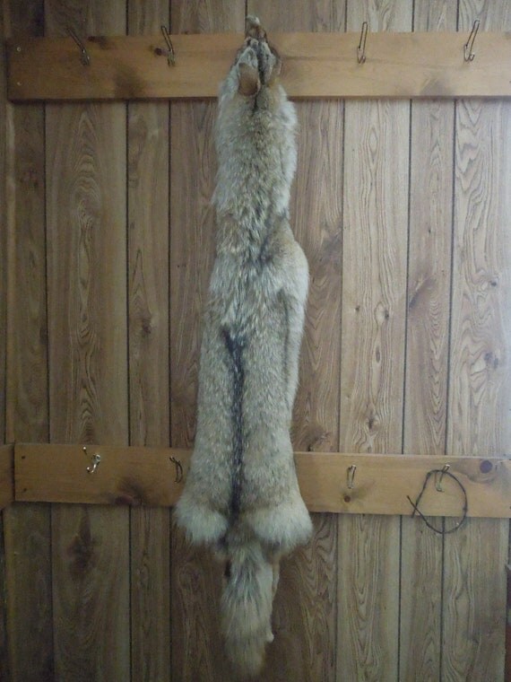 Fully tanned Northern MN Coyote pelt hide