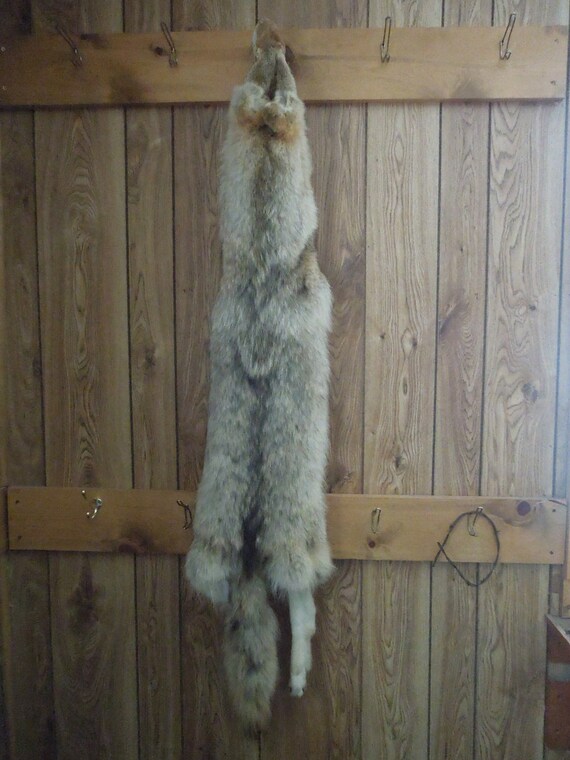 Fully tanned Northern MN Coyote pelt hide