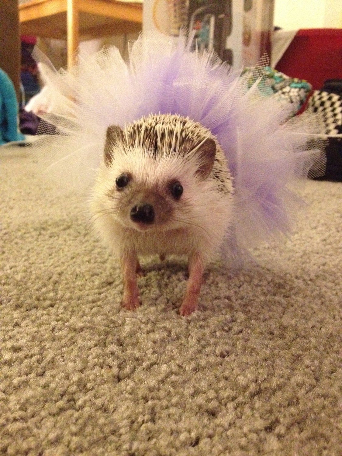 Hedgehog Outfits
