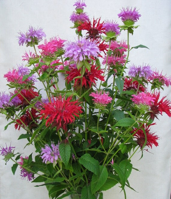 Bee Balm Seeds Mixed Colors