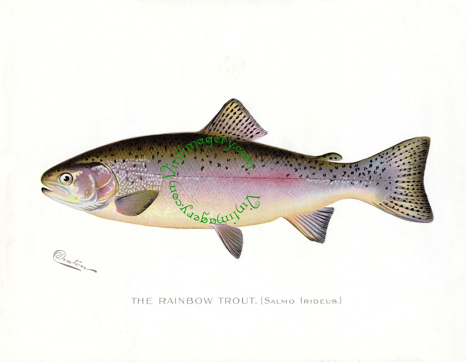 rainbow trout print by s f denton 1903 vintage fish print