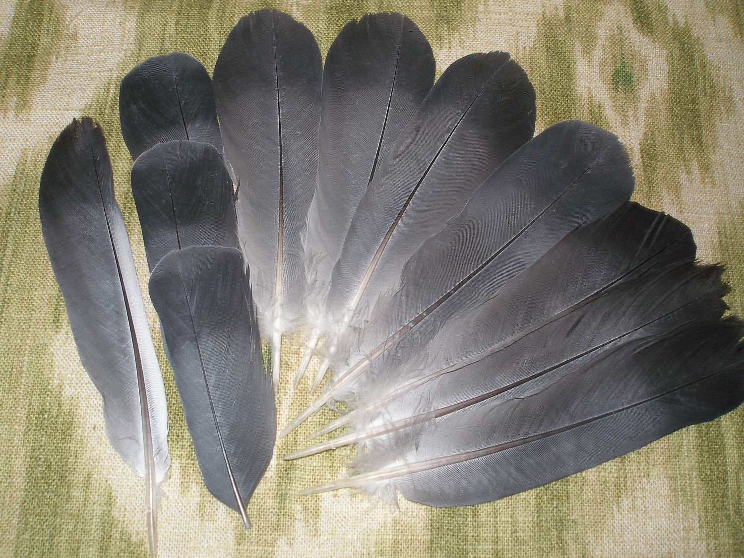 Grey Tail Feathers Gorgeous Pigeon Feathers No Dyes All