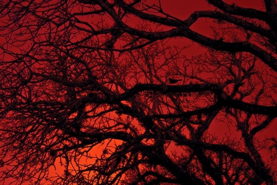 Red Wall Art items similar to red wall art red sky photo 8x12 bare branches Red Wall Art items similar to red wall art red sky photo 8x12 bare branches