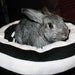 Ugli Donut bunny bed for medium sized bunny black and white acrylic bold retro stripe