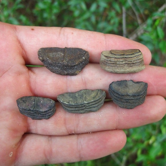 Five Fossil Parrot/Puffer Fish Mouth Plates Eocene Epoch