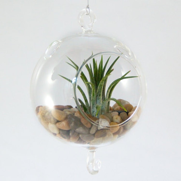 1 Hand Blown Glass Globe Terrarium with Double by