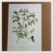 Genuine Vintage botanical print, double sided botanical print, screen print