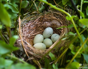 Wrens egg | Etsy