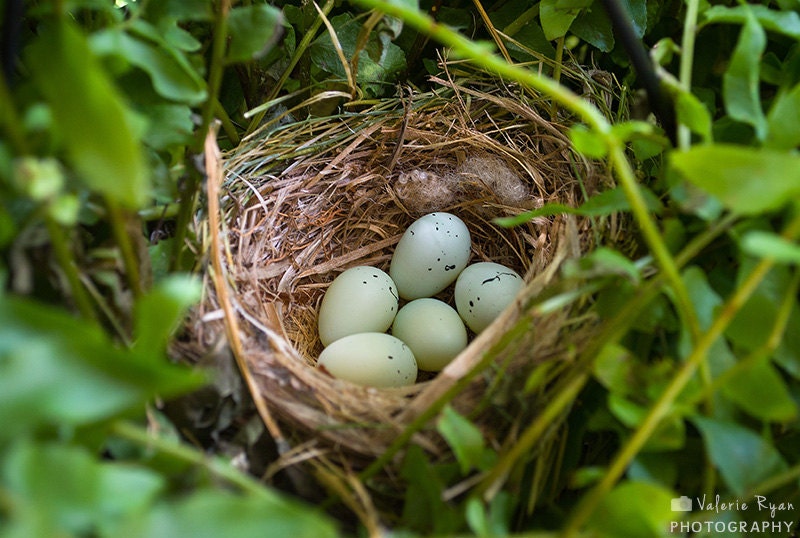 eggs in nest print eggs in nest photograph wren eggs in eggs in nest print eggs in nest photograph wren eggs in