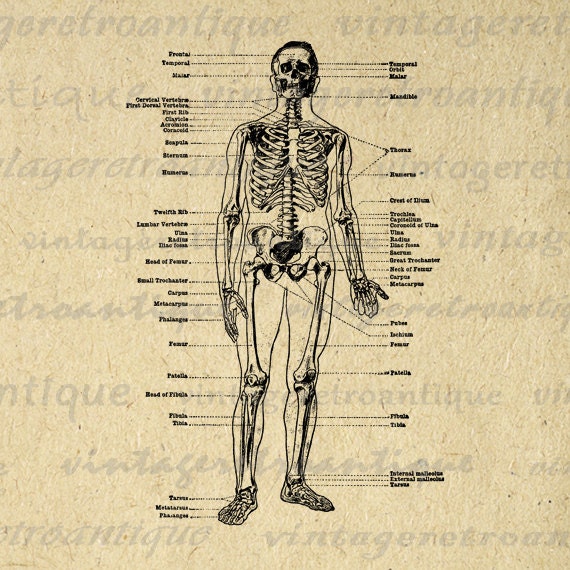 Skeleton Diagram Image Graphic Printable by VintageRetroAntique