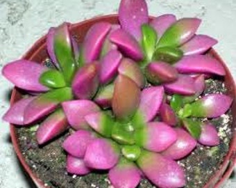 Succulent Plant. Anacampseros "Sunrise" cluster of rosette shaped leaves in beautiful greens and rose. Great wedding favors.