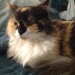 cobaltcat