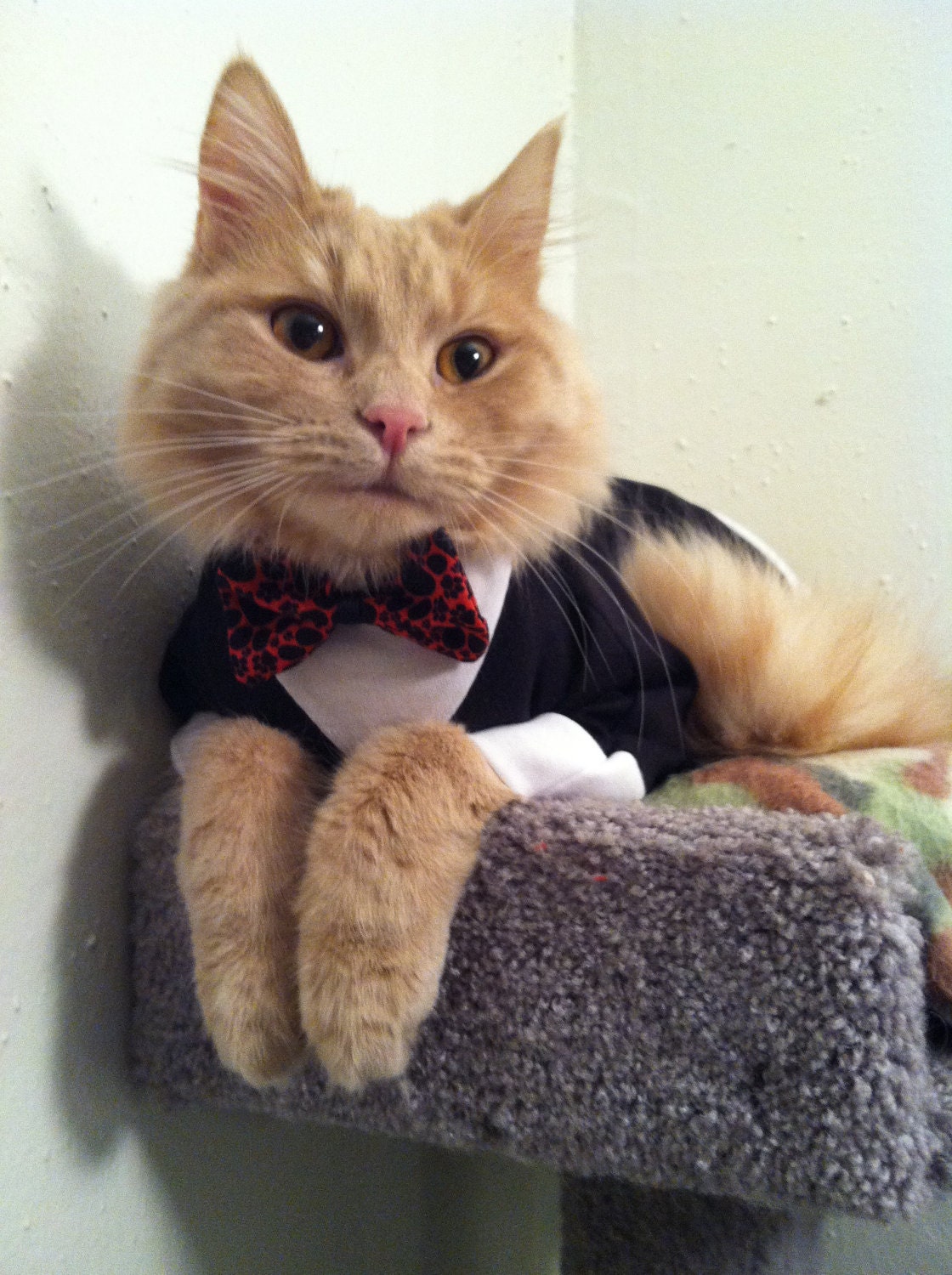 Tuxedo with 6 changeable ties cat clothes