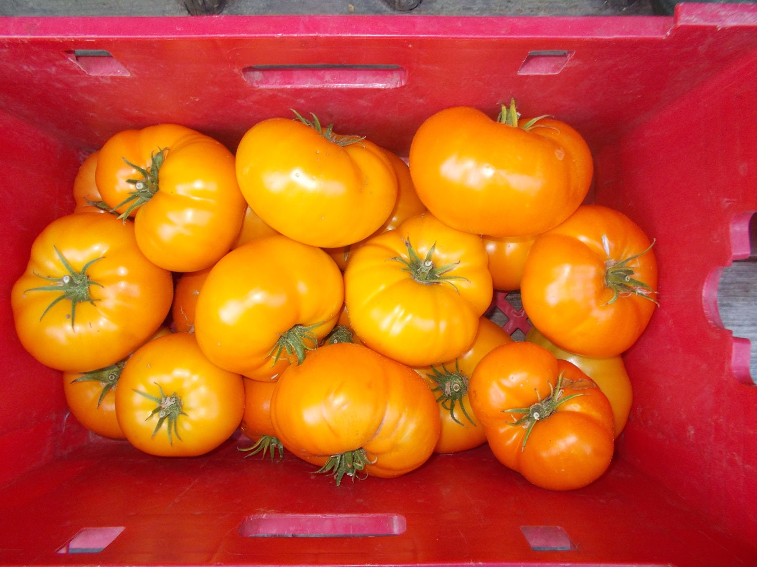 Orange Brandywine Tomato Seeds Heirloom tomato seeds organic