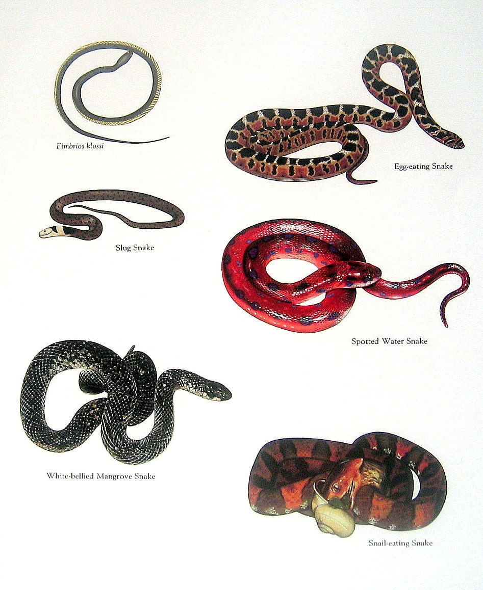 Израильский змеи ящерицы. Крысы змеи ящерицы книга. Змеи и ящерицы относятся к анамниям. Как отличить ящерицу от змеи.