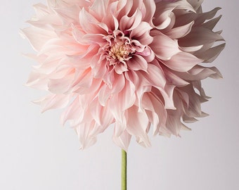 Flower Photography - Floral Still Life Photography, Pink Dahlia, Cafe au Lait, Wall Decor, Wall Art