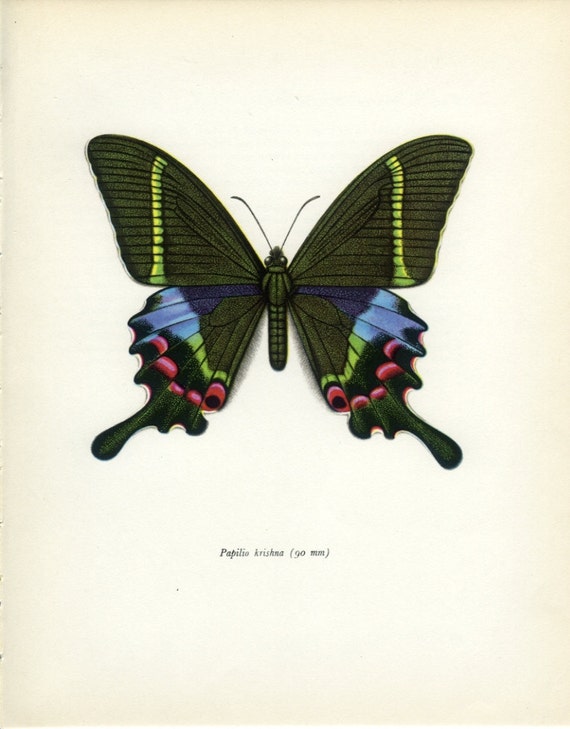 Krishna Peacock Swallowtail Vintage Butterfly Print 79