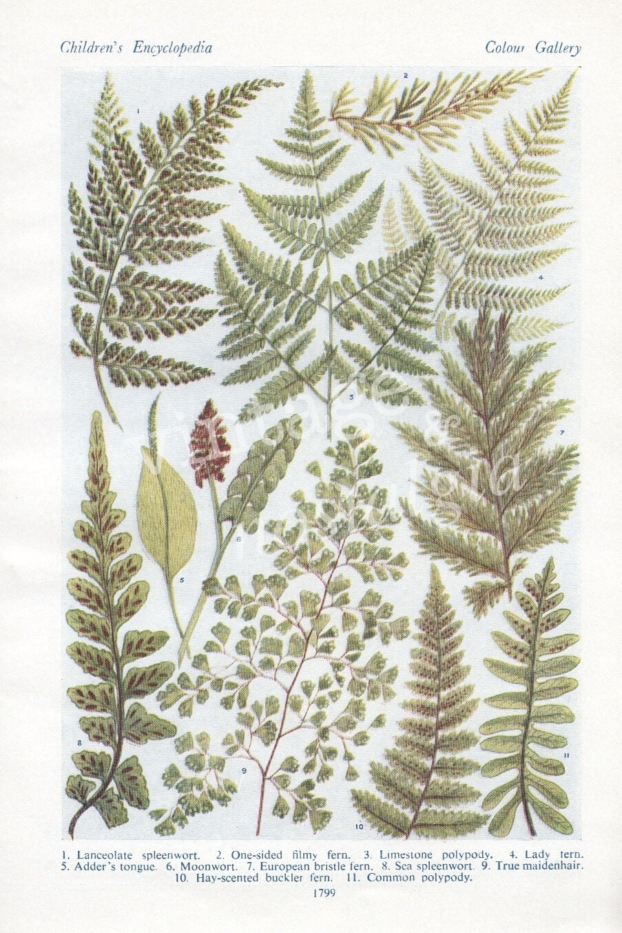 Botanical fern vintage print nature botany nature art double