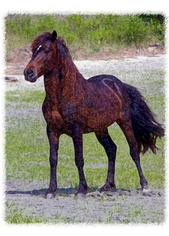 Shackelford Pony: Fine Art Photograph Note Card
