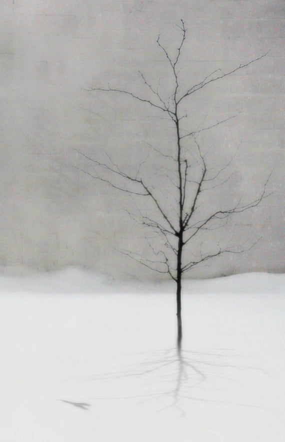 tree in the snow winter scene