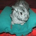 lambswool Bunny Hugger side by side bunny bed for a small to medium sized rabbit emerald green with red English lions embroidery