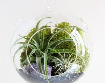 Air Plant Terrarium Kit with Amethyst Cluster || February Birthstone || Large Round Hanging