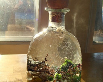 SALE! Big Decanter Live Marimo Ball Zen Pet Terrarium