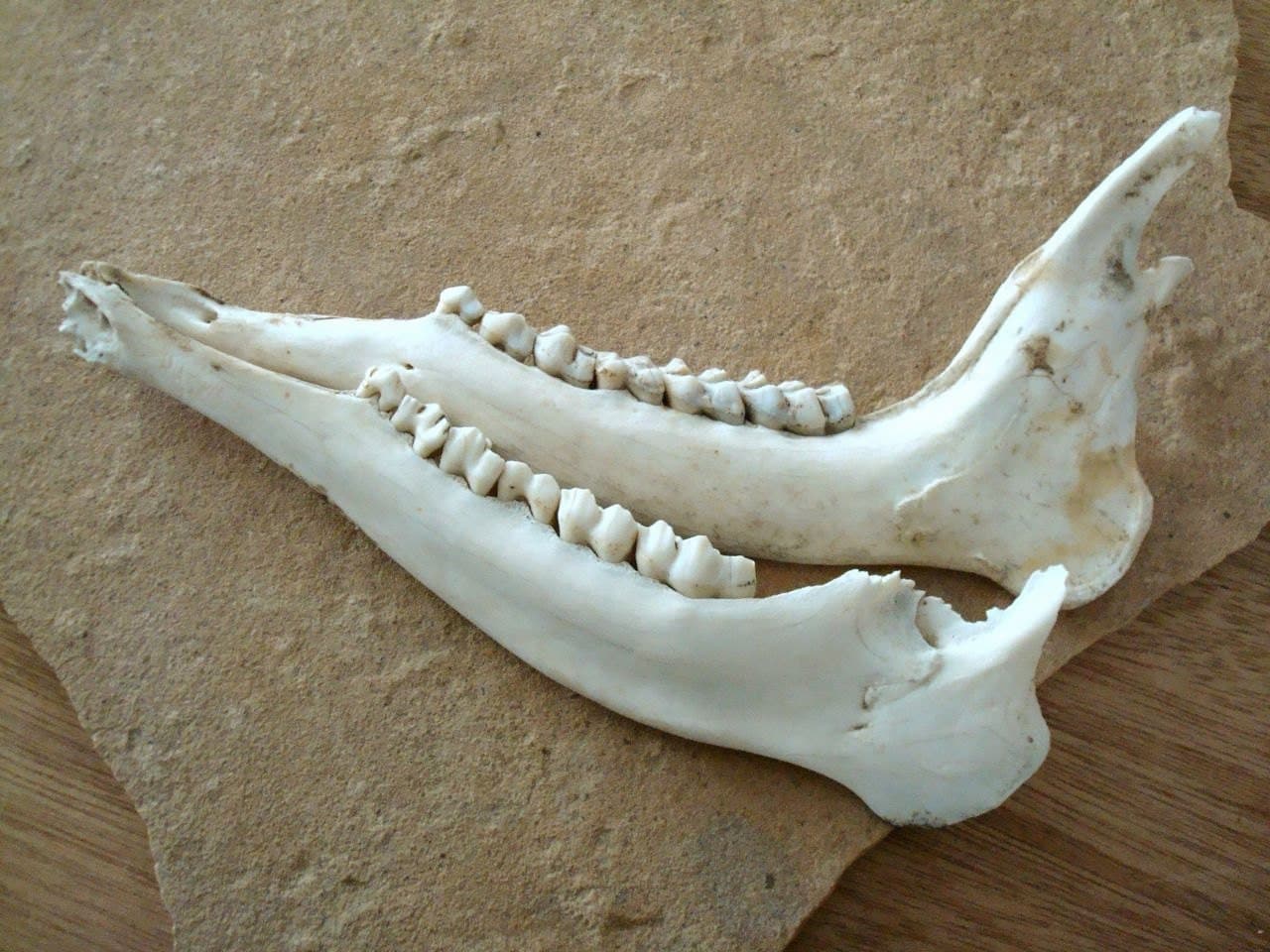 Real Deer Jaw Bones Animal Skeleton for Assemblage Altered