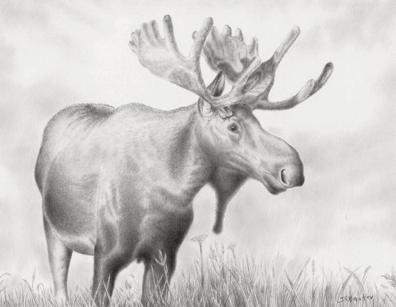 Items similar to Moose art, Illustration, Bull Moose, Antlers, Moose ...